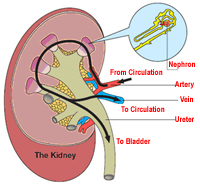 CKD without symtoms