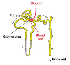 Nephrons